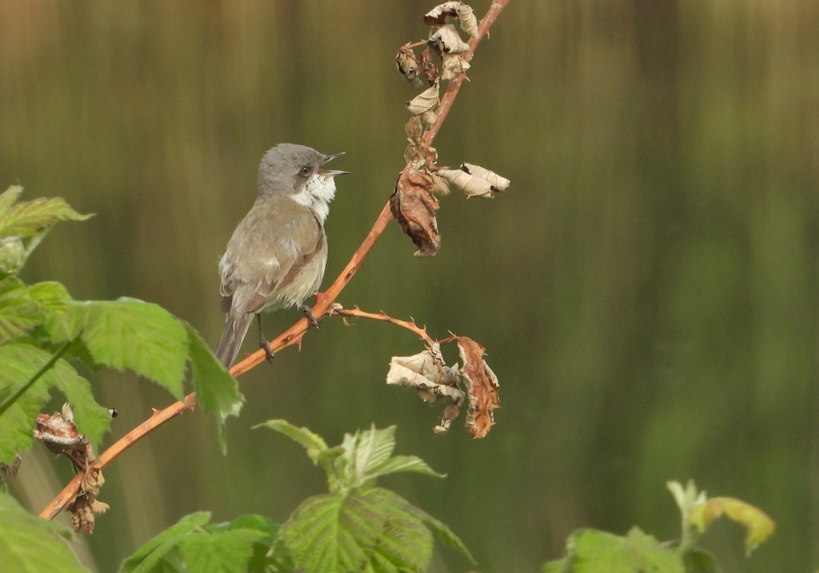 Sylvia curruca Braamsluiper Lesser Whitethroat